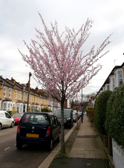 flowering tree