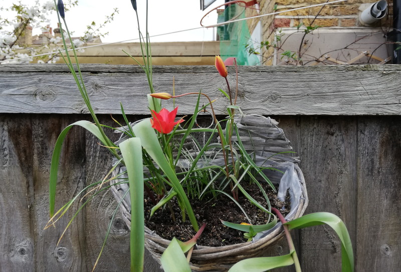 hanging basket