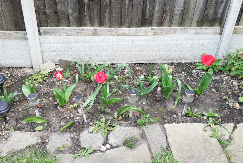 tulips