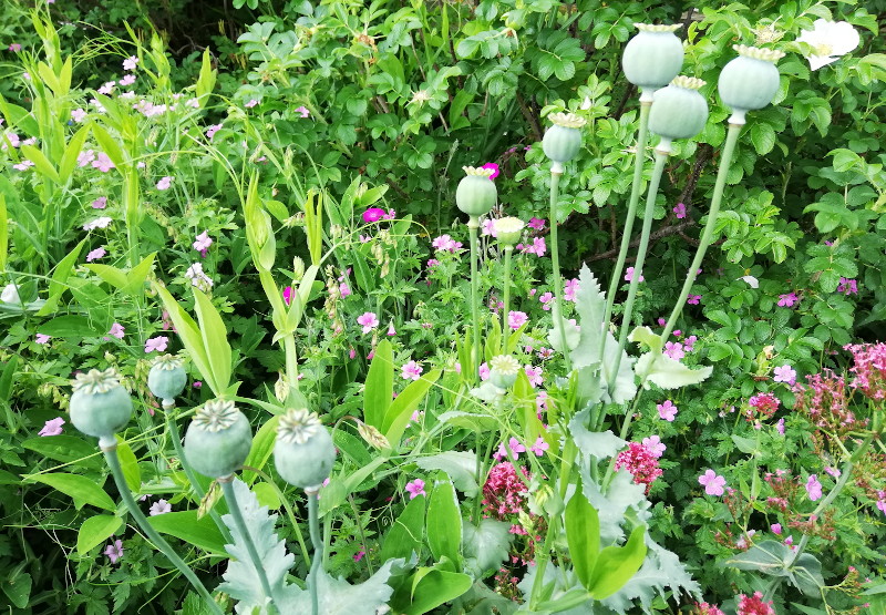 poppy seed
                              heads