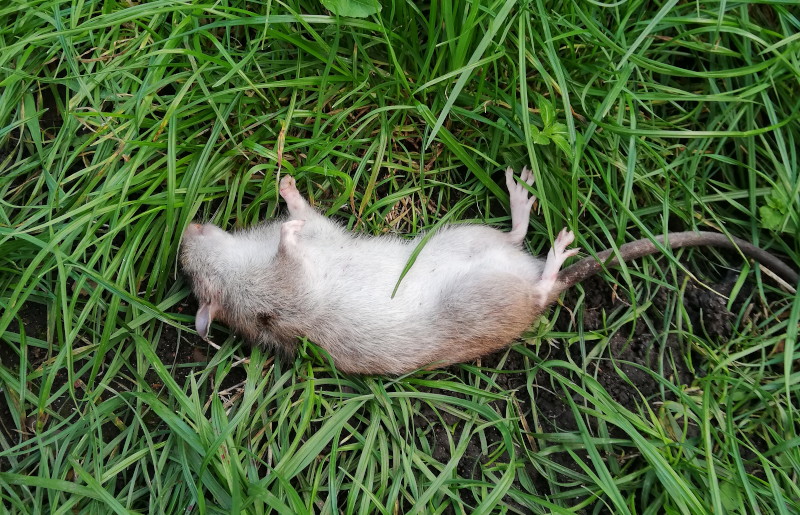 dead rat