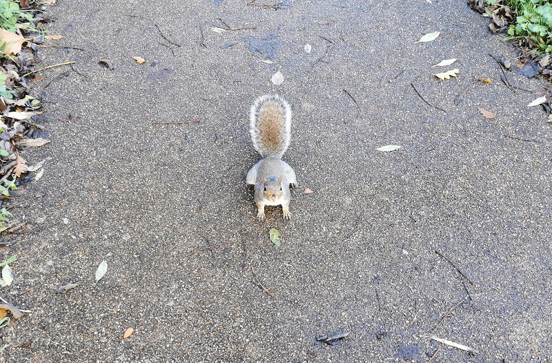 squirrel