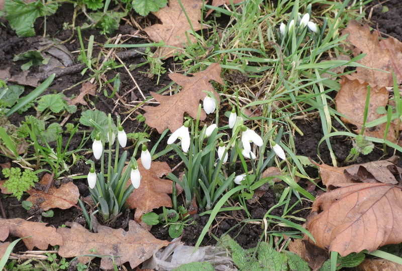 snow
                                      bells