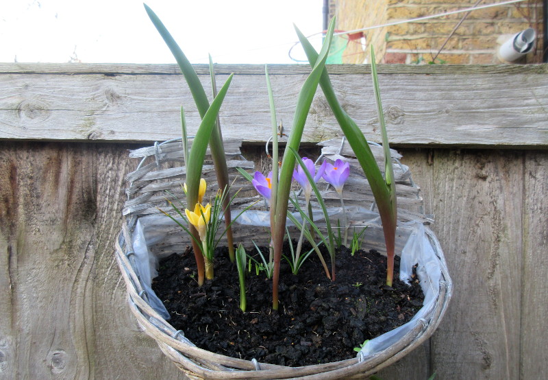 hanging
                                    basket 1