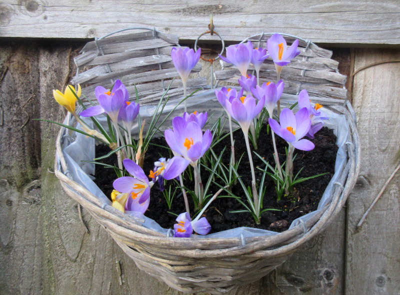 hanging basket 2