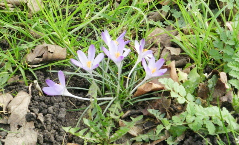 some
                                        late winter flowers