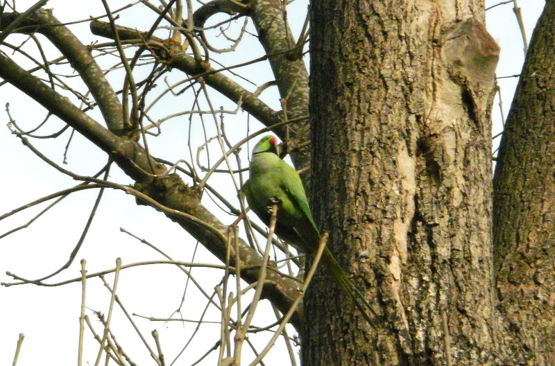 Ring
                                        Necked Parakeet