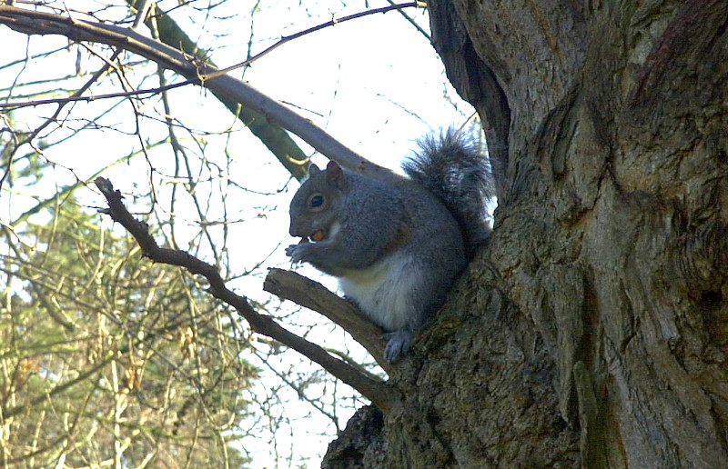 Another
                                    squirrel