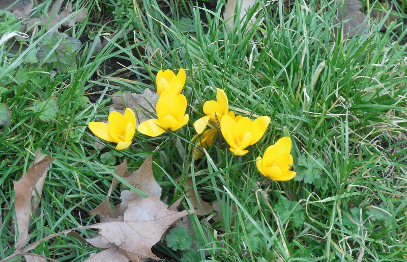 crocuses