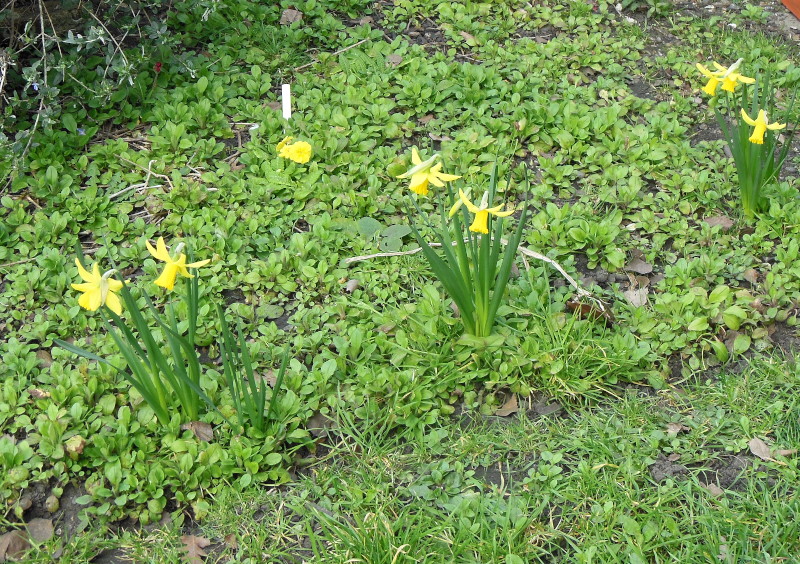 daffodils