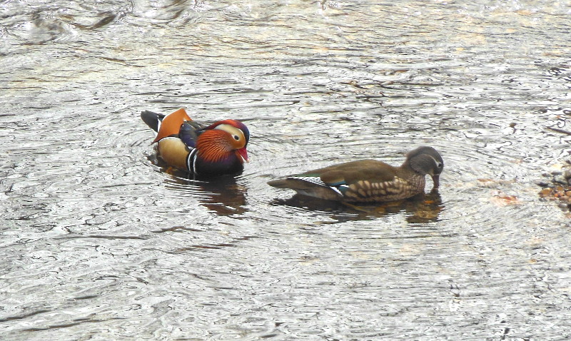 Mandarin ducks