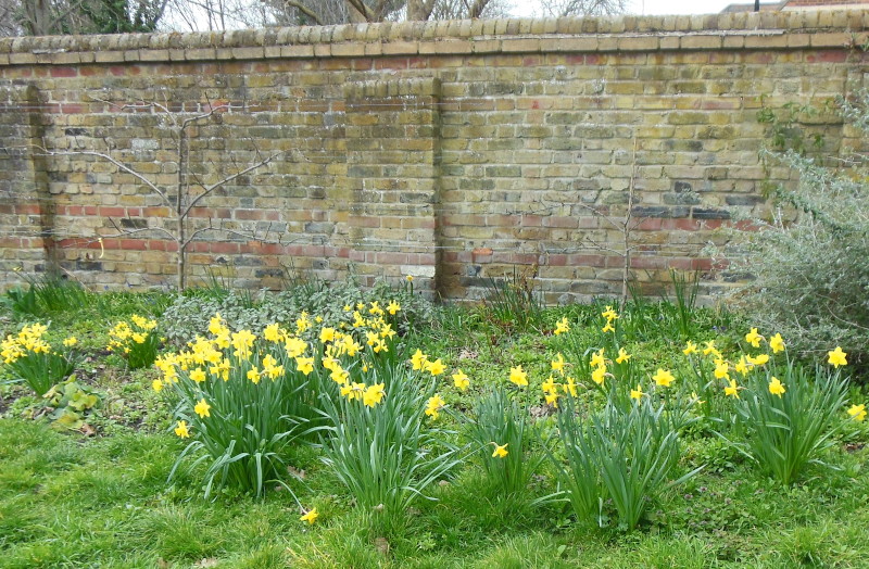 daffodils