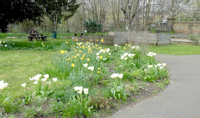 tulips and
                              fading daffodils