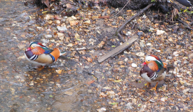 Mandarin ducks