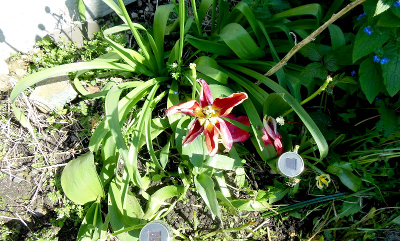 the last of the
                              tulips now over