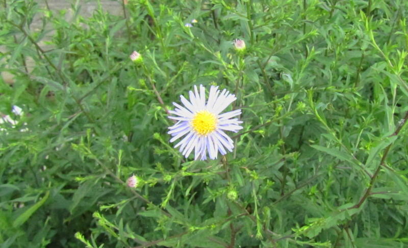 Michaelmas
                                  daisy