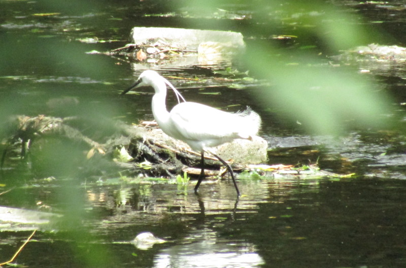 egret