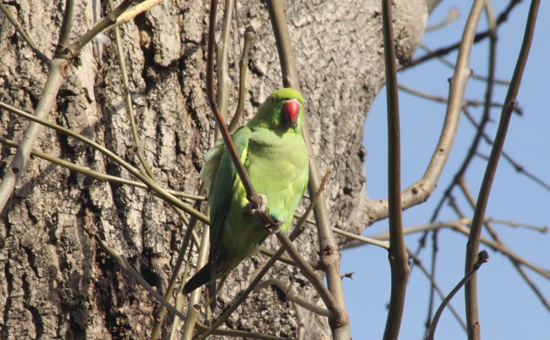 parakeet