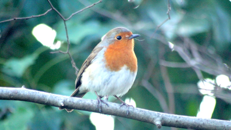 Robin