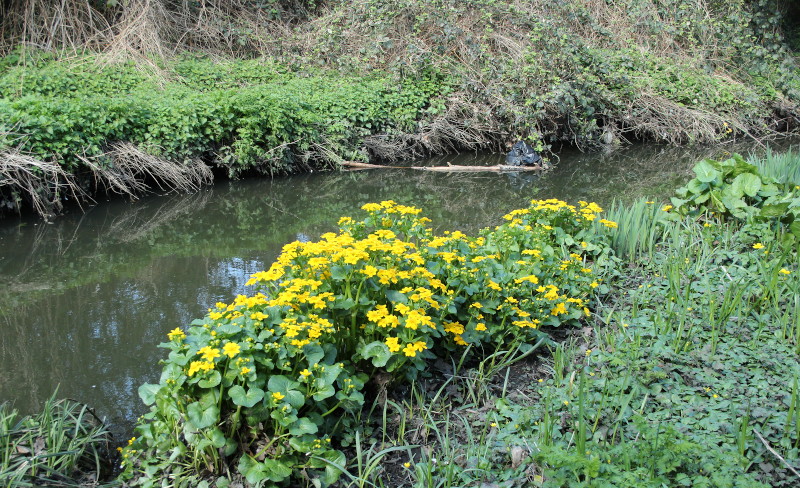 water hyacinths
                              on the riverside