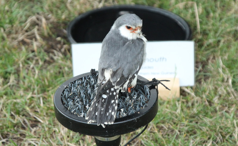 pygmy
                                  falcon