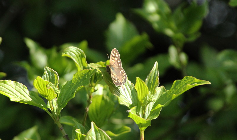 butterfly or
                              moth