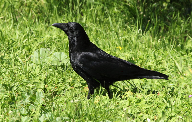 crow