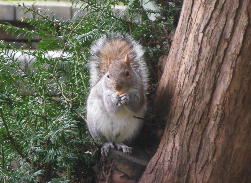 fat squirrel