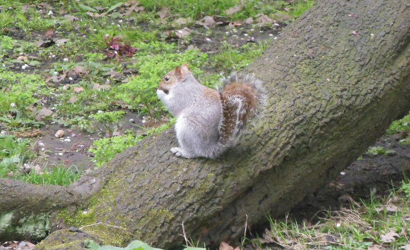 profile pic of a
                                            squirrel