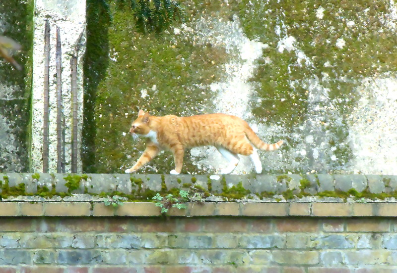 cat walking on wall