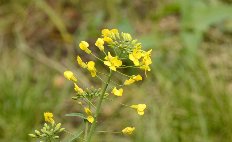 yellow flowers