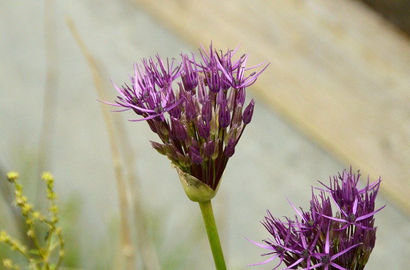 close up on flower
                                            head