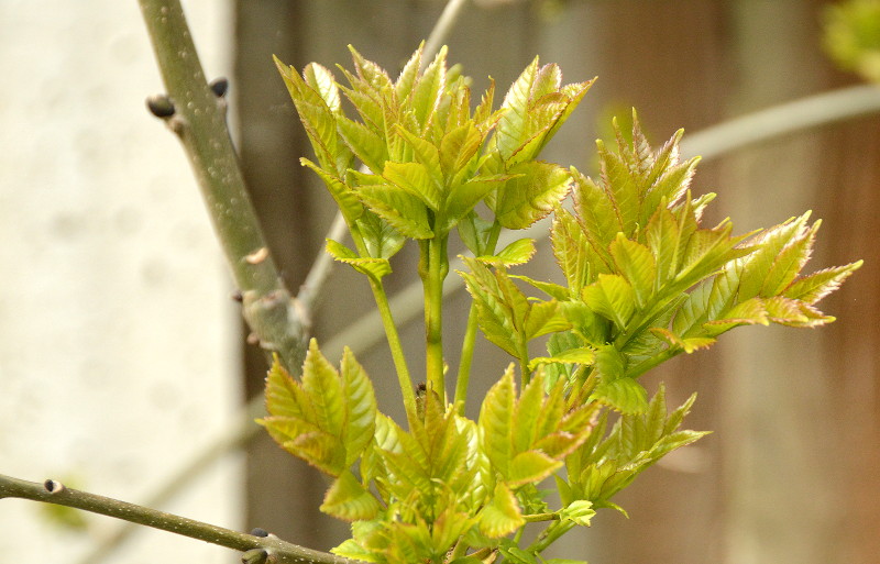 new tree leaves