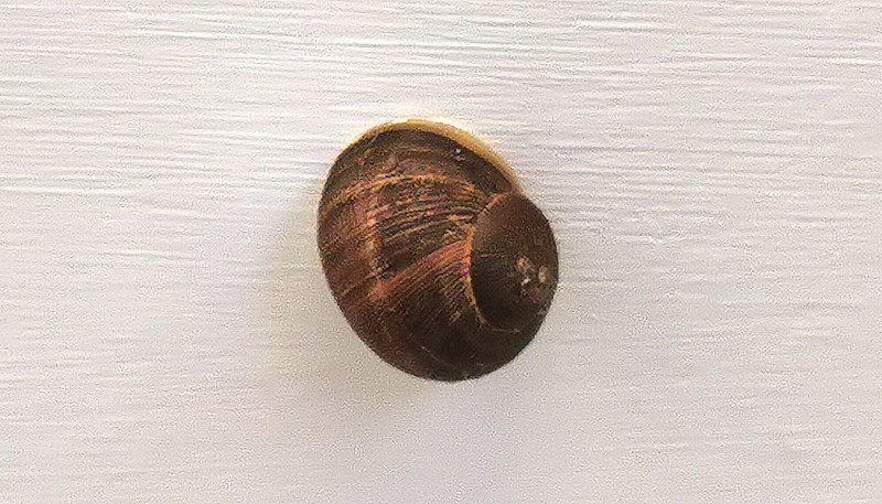 snail on toilet
                                            ceiling
