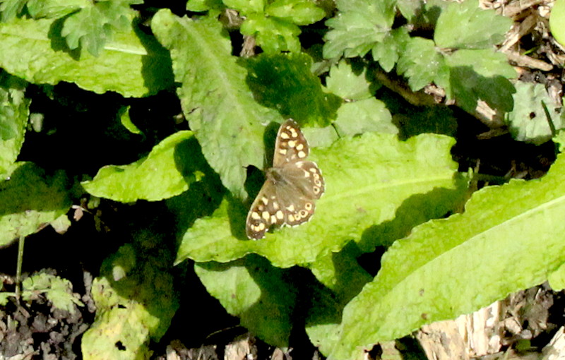 speckled wood
                                                butterfly
