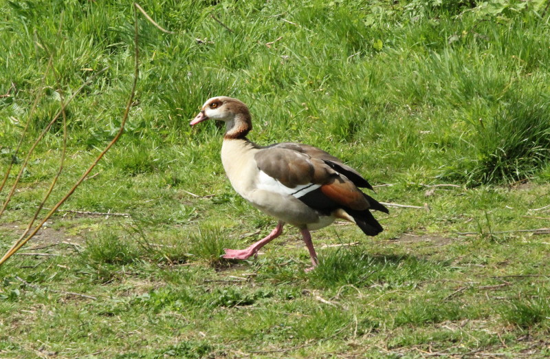 egyptian goose