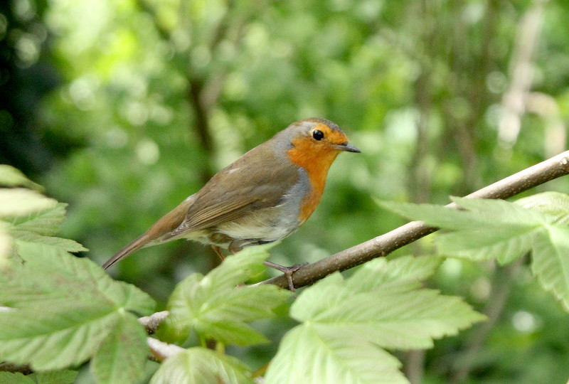 Robin