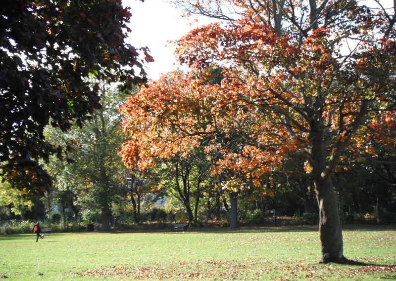 more
                                      copper coloured leaves