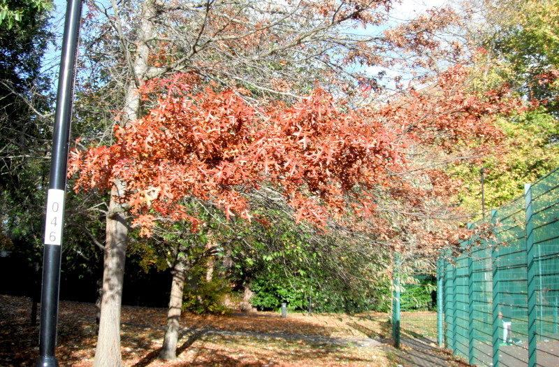 bright
                                      copper coloured leaves