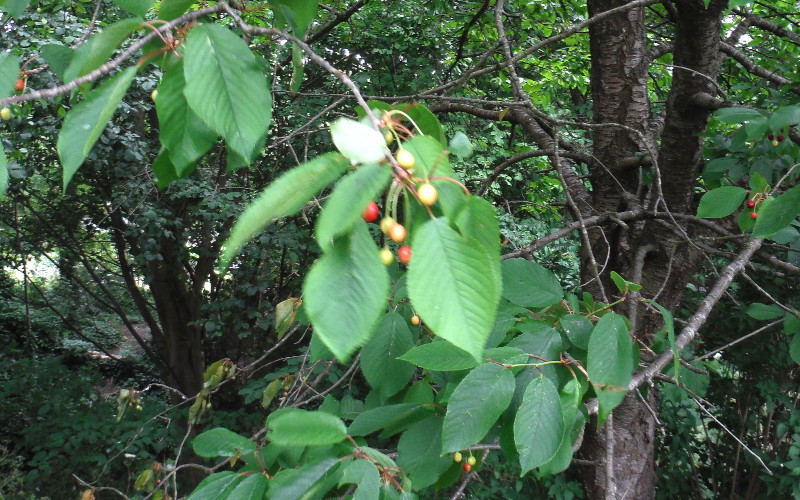 cherry tree