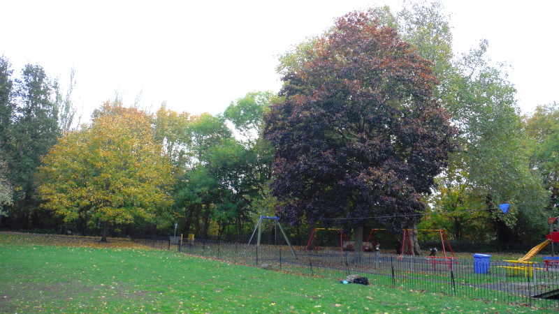 autumn
                                      leaves