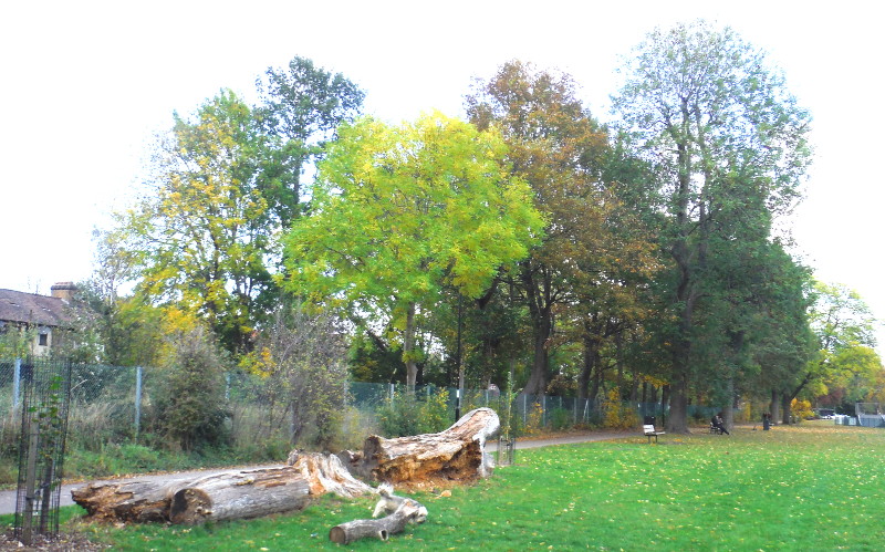 More
                                      trees