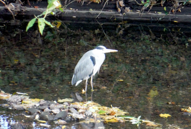 Heron