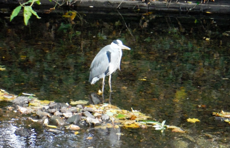 another
                                      view of the heron