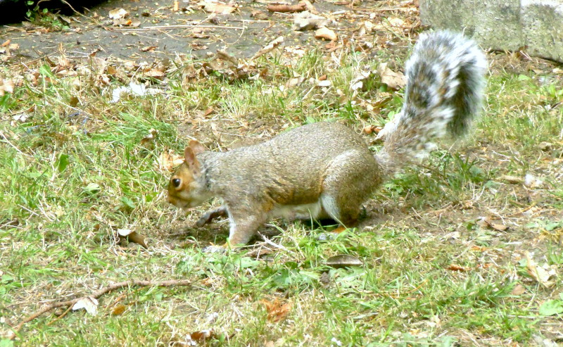 Squirrel
                                      in the graveyard