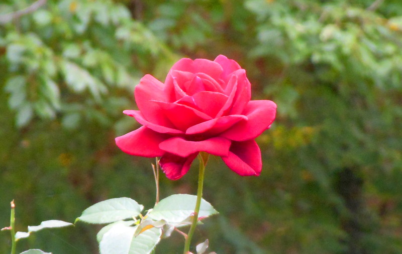 red
                                      rose