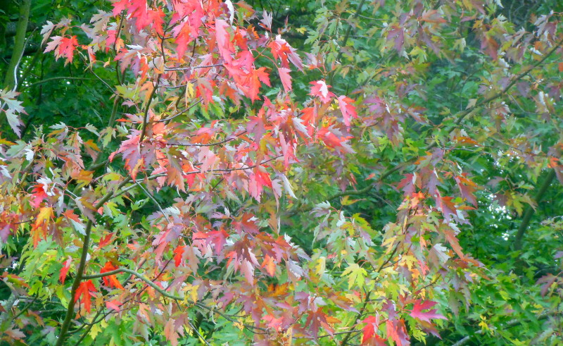 Autumn
                                      colours
