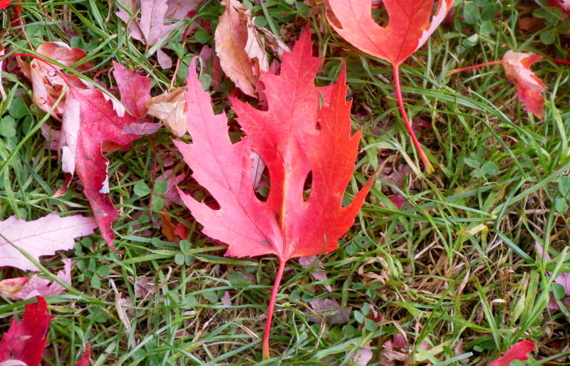 bright
                                      red leaf