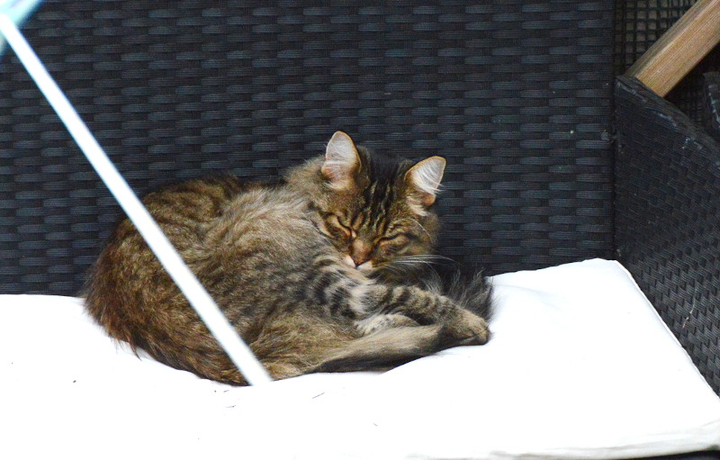 cat on
                                      next doors garden furniture