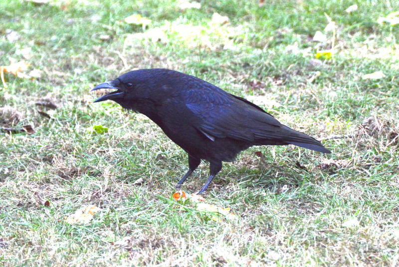 crow